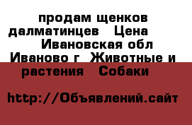 продам щенков далматинцев › Цена ­ 3 000 - Ивановская обл., Иваново г. Животные и растения » Собаки   